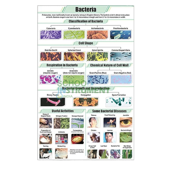 Bacteria Chart, Botany